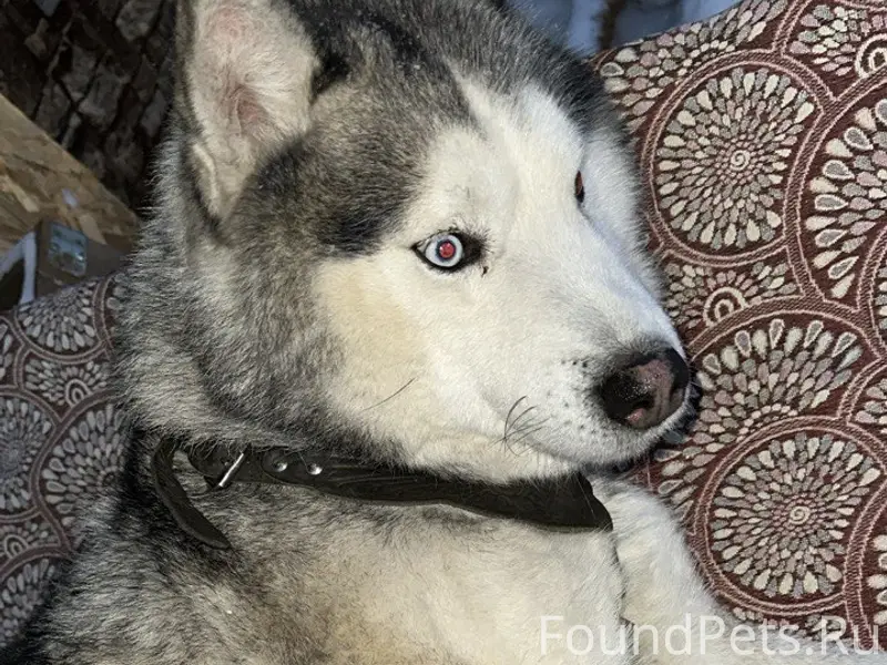 Найден хаски, Первомайский район