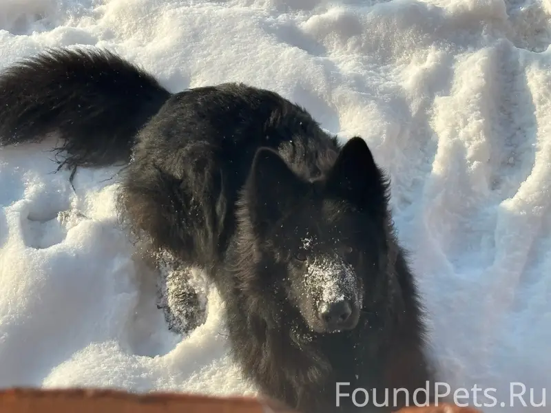 Пропал кобель немецкой овчарки, черного окраса