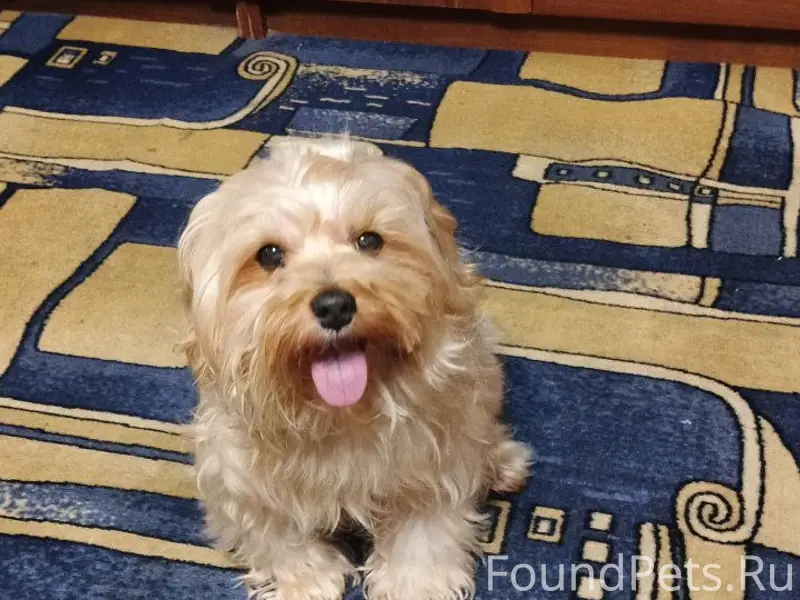 Пропал йоркский терьер Дени, 30 лет победы