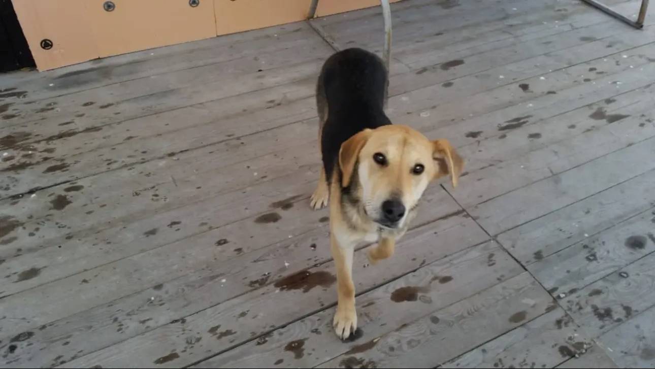 Пропала собака русской гончей породы, окрас коричневый спина черная, отзывается на кличку Байкал 