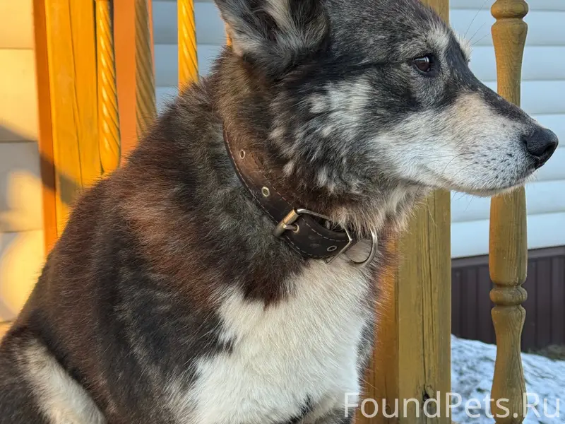 Пропал пёс Филя, Печниково-Каргополь