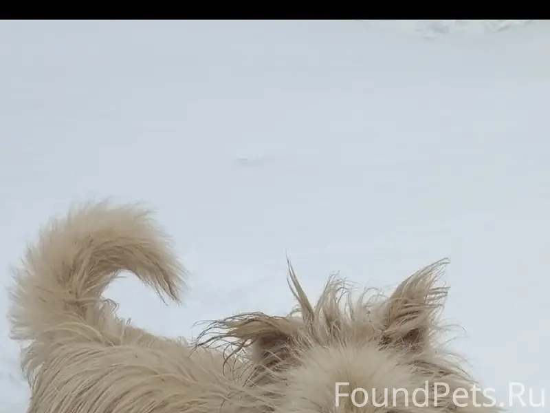 Пропал пёс, Объездная