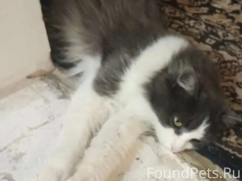 Пропала кошка, район улиц Песчаная и Светлая
