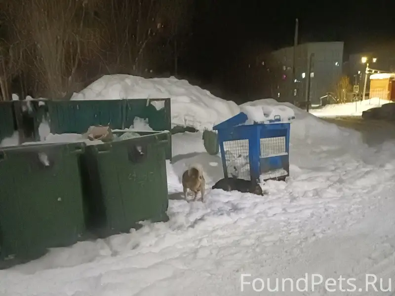 Пропали собаки, Кирово 19/2
