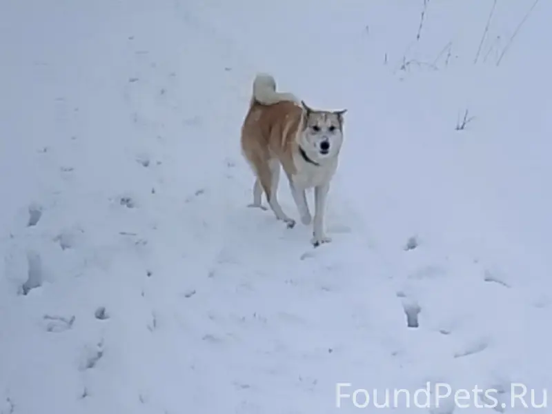 Найден метис лайки, улица энергетиков