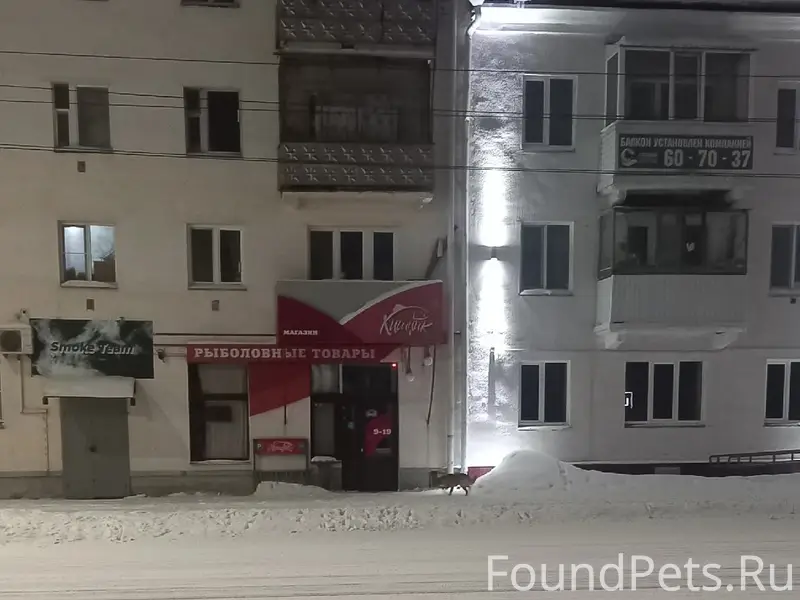 Пропала собака, остановка ул. Орлова