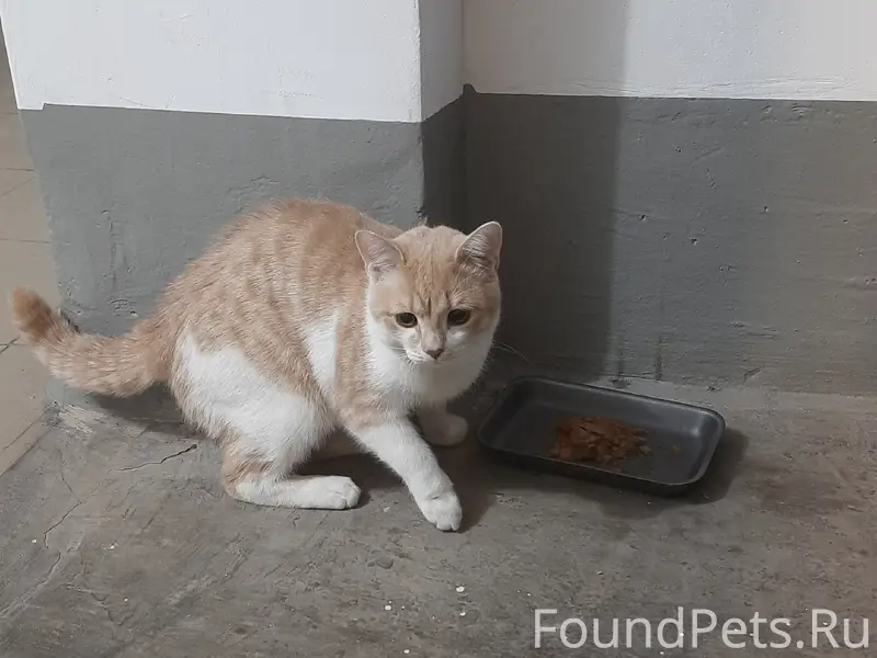 Найден молодой котик, подъезд