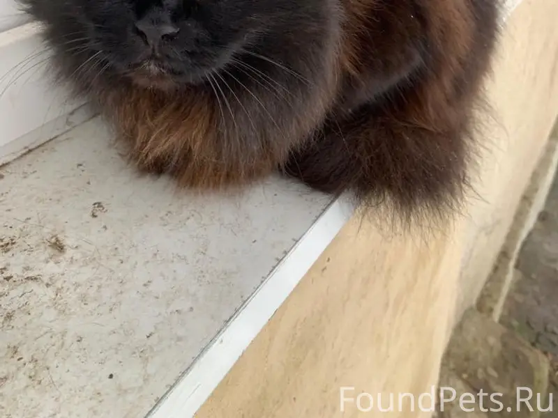 Пропала кошка, Быково