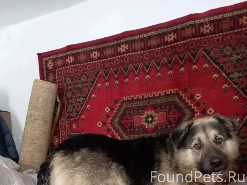 Пропал кобель Дар, район центра занятости