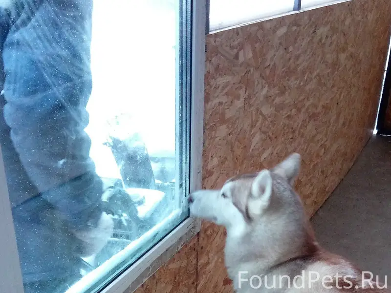 Пропала сибирская хаски Ханна, деревня Истомино