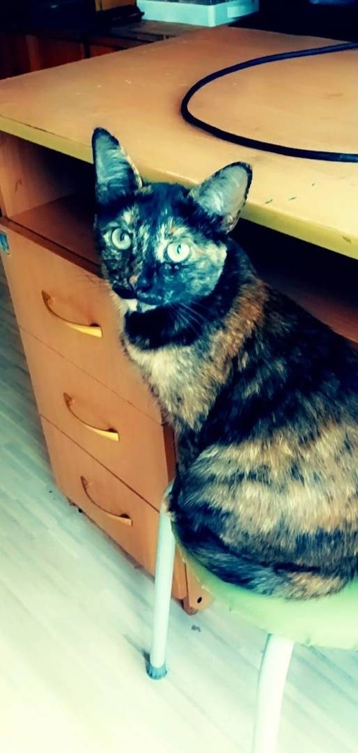 Пропала кошка Ася, Сады Малиновка