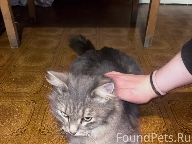 Найдена кошка серого окраса, улица Пятигорская
