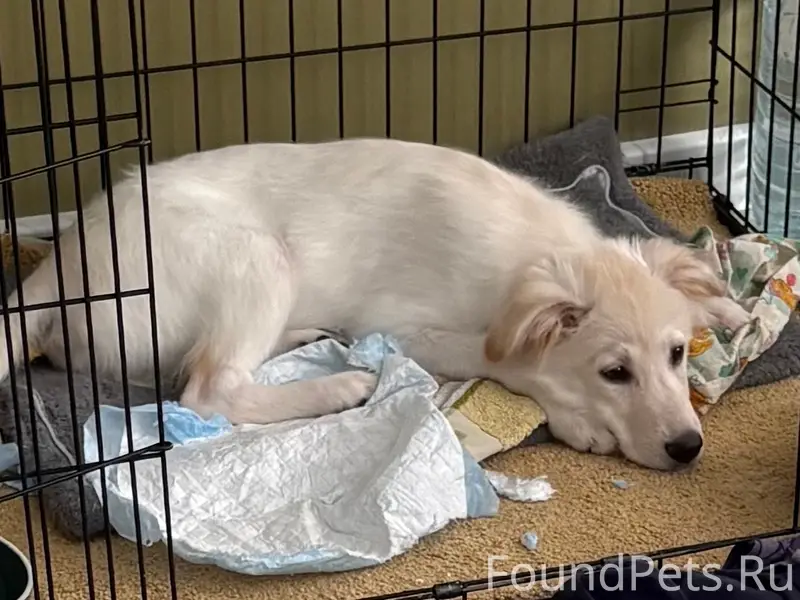 Пропал щенок Гром, Волгоградская область