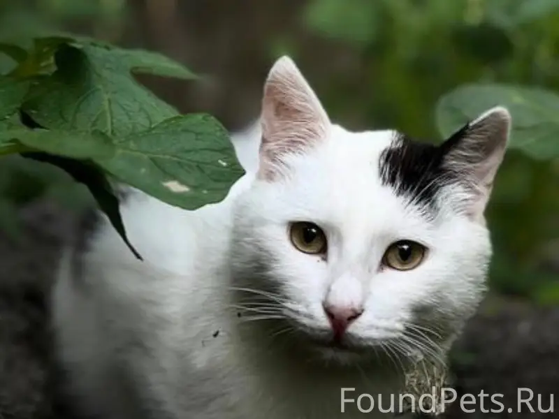 Пропал кот Котлета, район 6 школы