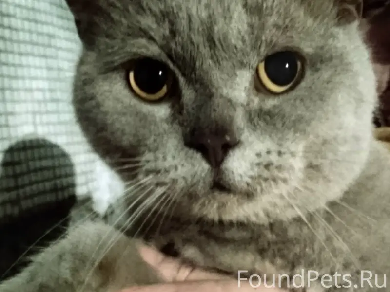 Найден породистый котик, улица Печорская, Псков