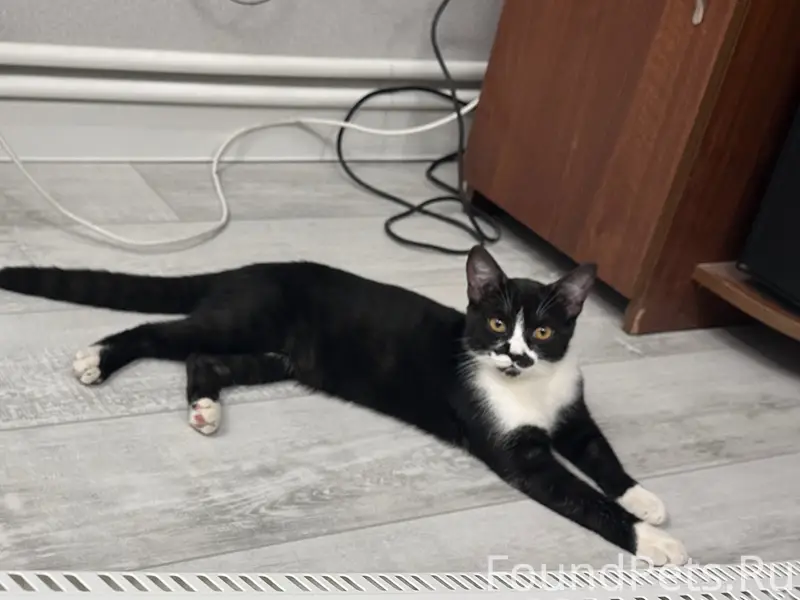 Пропал кот Леон, район собора