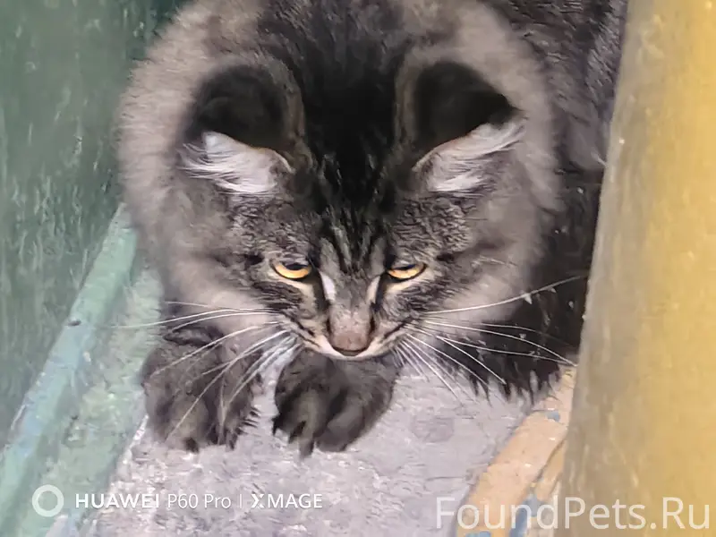 Найден мейн кун, Западный