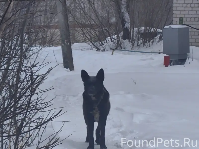 Пропавшие собаки, Нагорный район