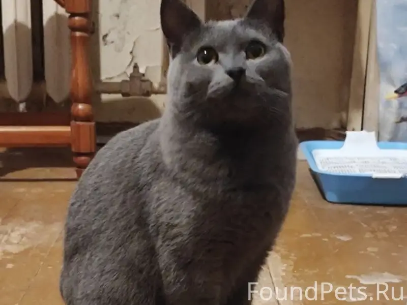 Найдена кошка, у 25 школы