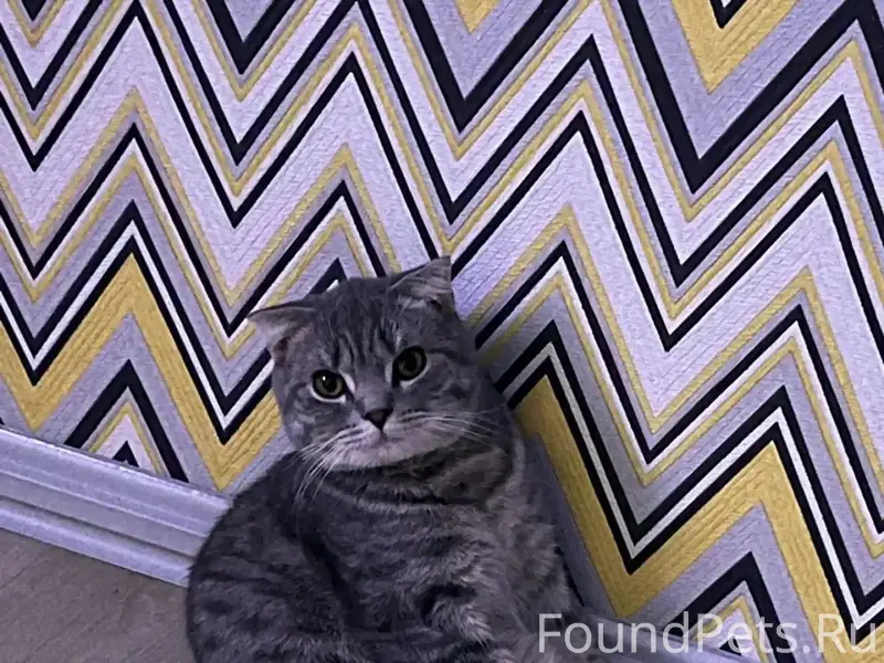 Пропал кот, 