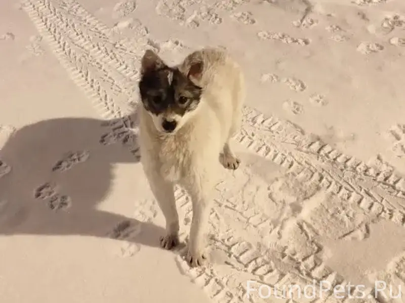 Пропала собака, частный сектор за Газпромнефть на ул. Тагильской