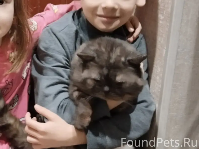 Пропал кот Тёма, ул. Декабристов 396