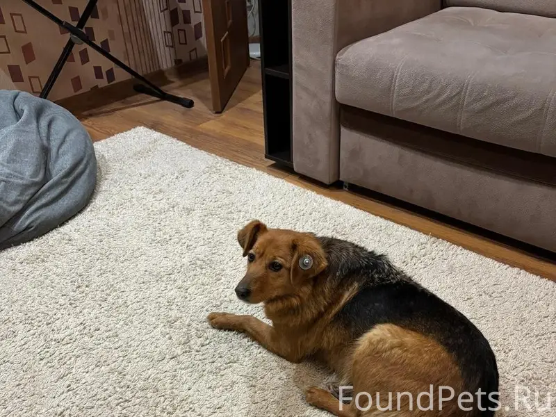 Пропала собака Жужа, Пролетарский район