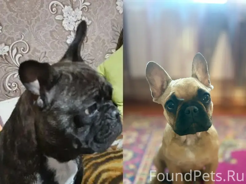 Пропали две девочки французский бульдог, Колбасовская