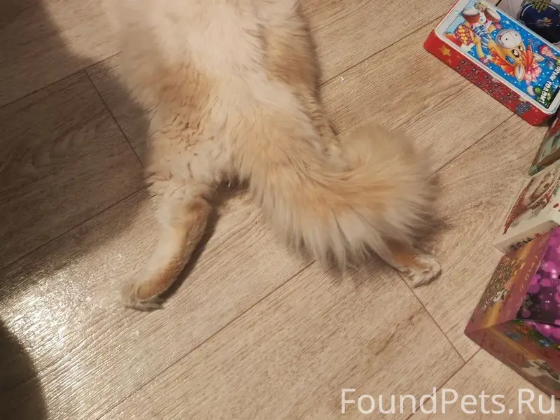 Пропал котёнок Елисей, Симферополь