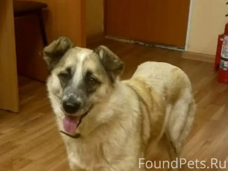 Пропала собака Чапа, район Сортировка