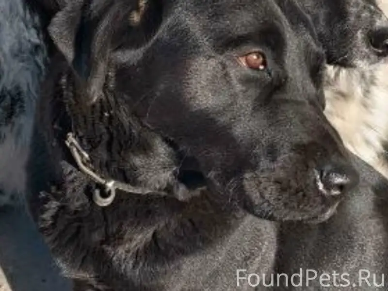 Пропала собака Жуля, Феодосия