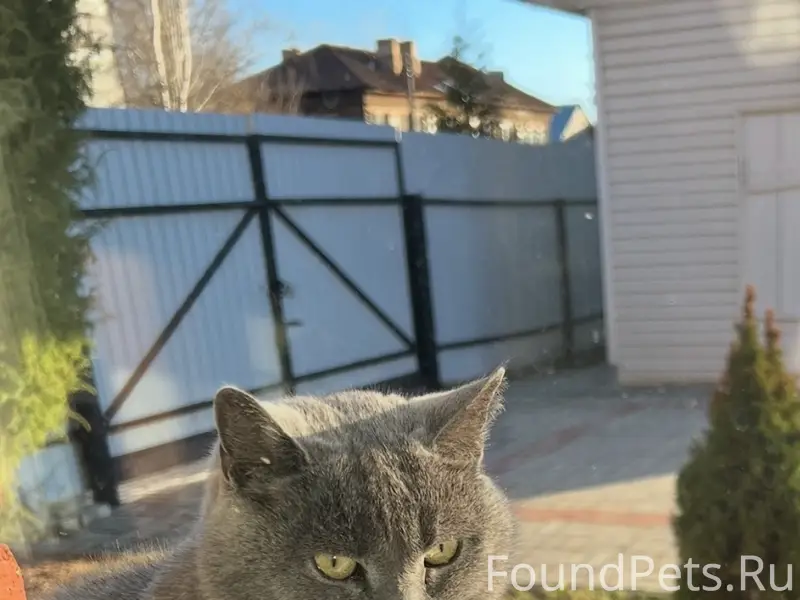 Пропала кошка Грэйси, район ремзавод