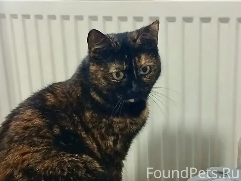 Пропала кошка, черепаший окрас, район старого кладбища