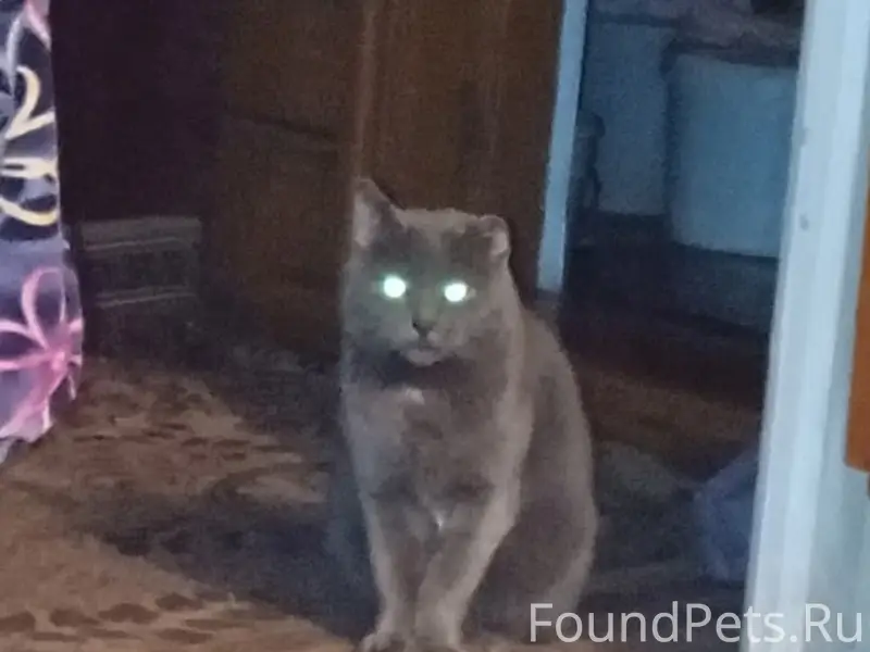 Пропал кот Маркиз, район Кирьянихи