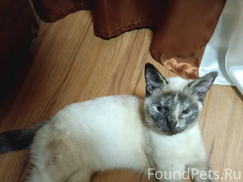 Найдена сиамская кошка, Игнатовы