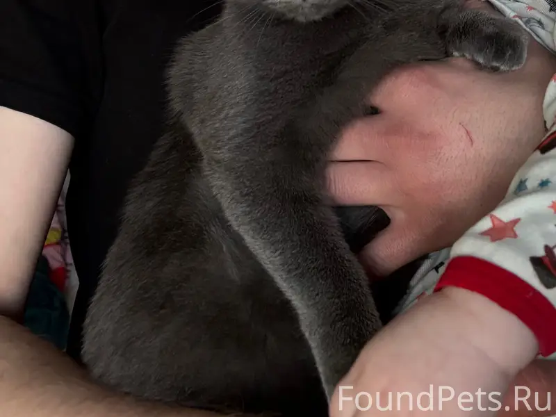 Пропала кошка Лапка, Улан-Удэ