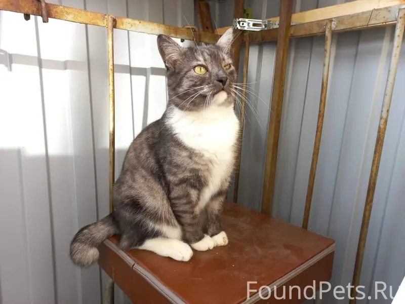 Пропал кот Фантик, Таховская 8