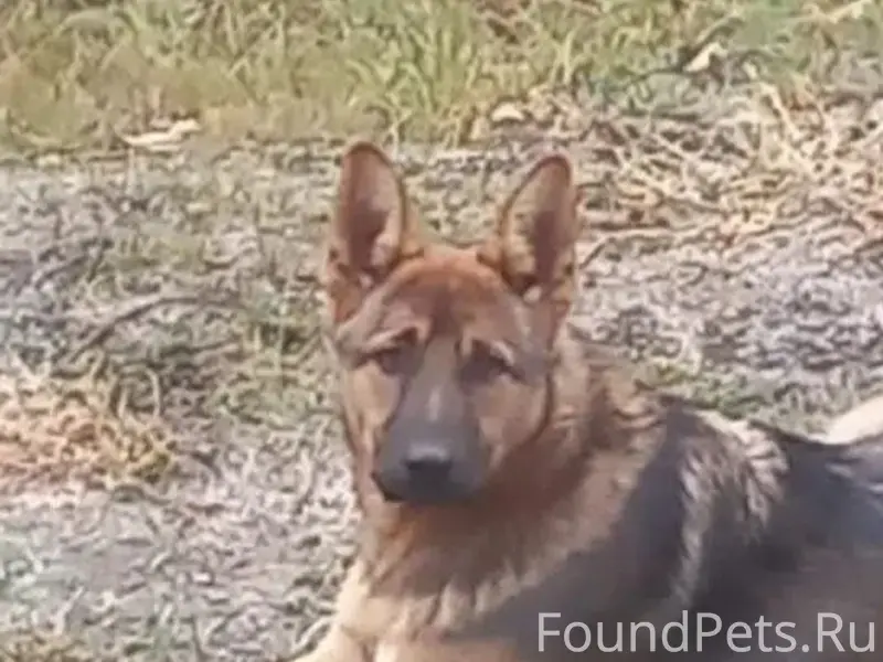 Пропал мальчик немецкая овчарка Оскар, район магазина светофор