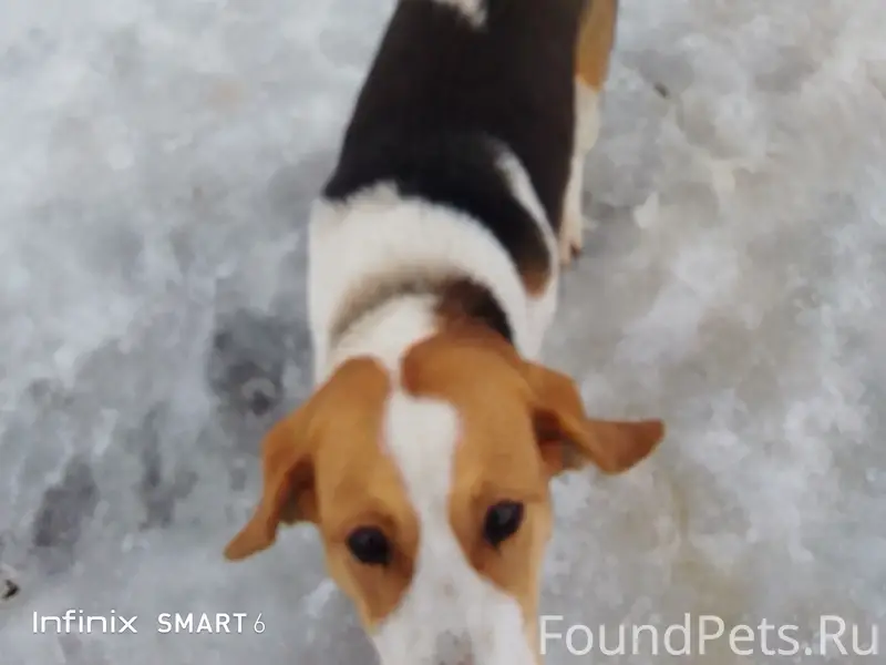 Пропала собака, с. Жерино