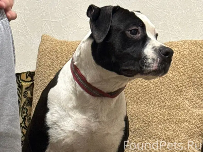 Найденна собака, Сызрань