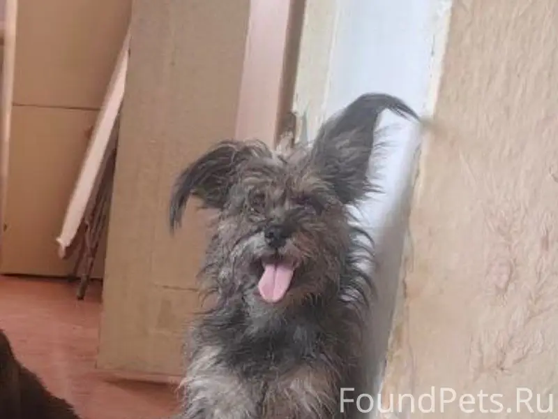 Пропала собака, Кировский район