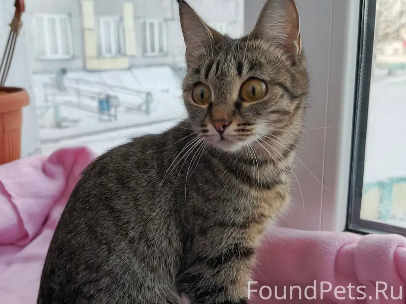 Найдена кошка, ул. 40 лет Победы