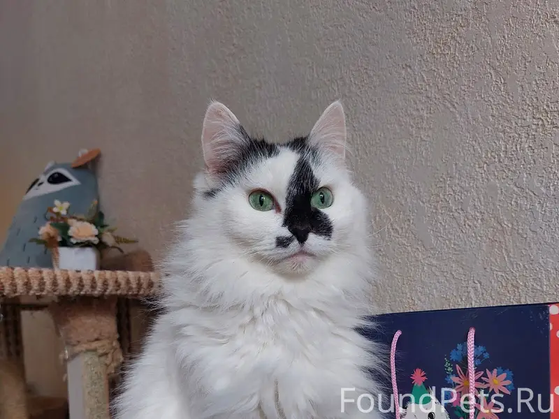 Найдена кошка Холли, Уфа