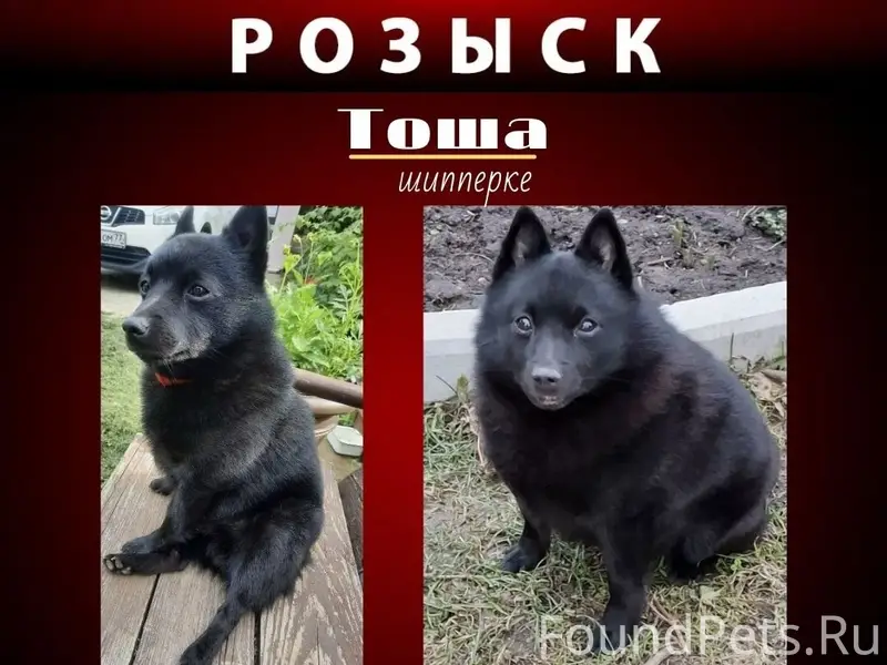 Пропал шипперке Тоша, Наро-Фоминск