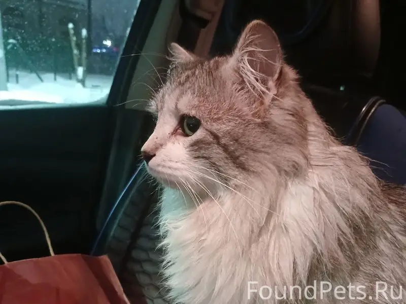 Найден кот, Верхние Печёры