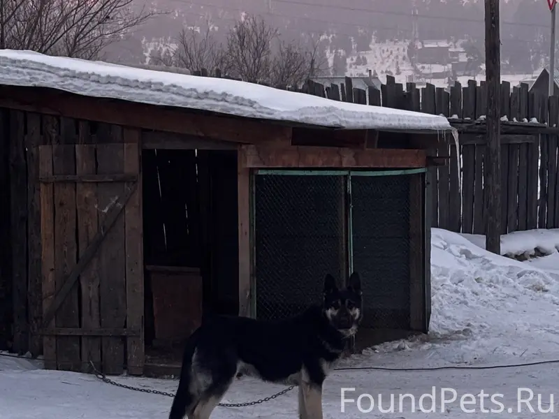 Пропала собака, район Дивизка