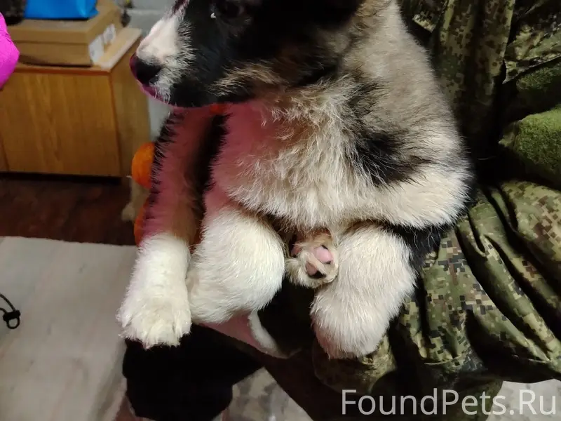 Найден щенок, улица Кутузова