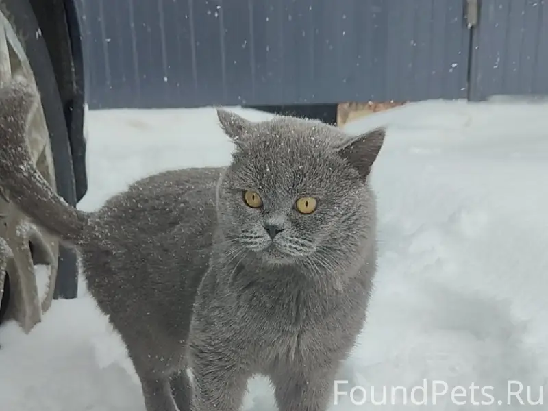 Пропал кот Стикмен, 11 микрорайон