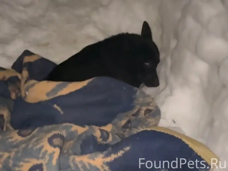 Пропала крупная собака чёрного окраса, Пичугино