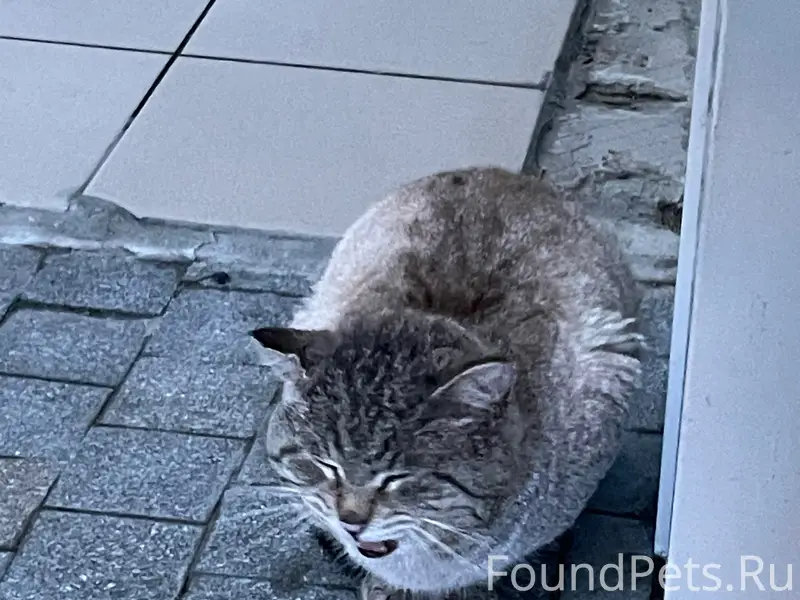 Найден кот, улица Большой Покровский